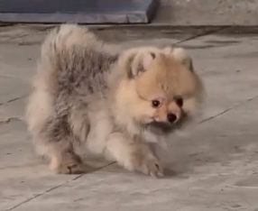 Buy Vaccinated  Toy Pomeranian Puppy from Ahmedabad